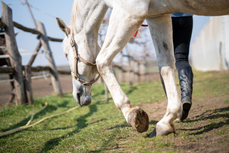 Healing Hooves: Navigating the Intricate Path of Equine Rehabilitation